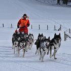 Schlittenhunde-Rennen, Inzell