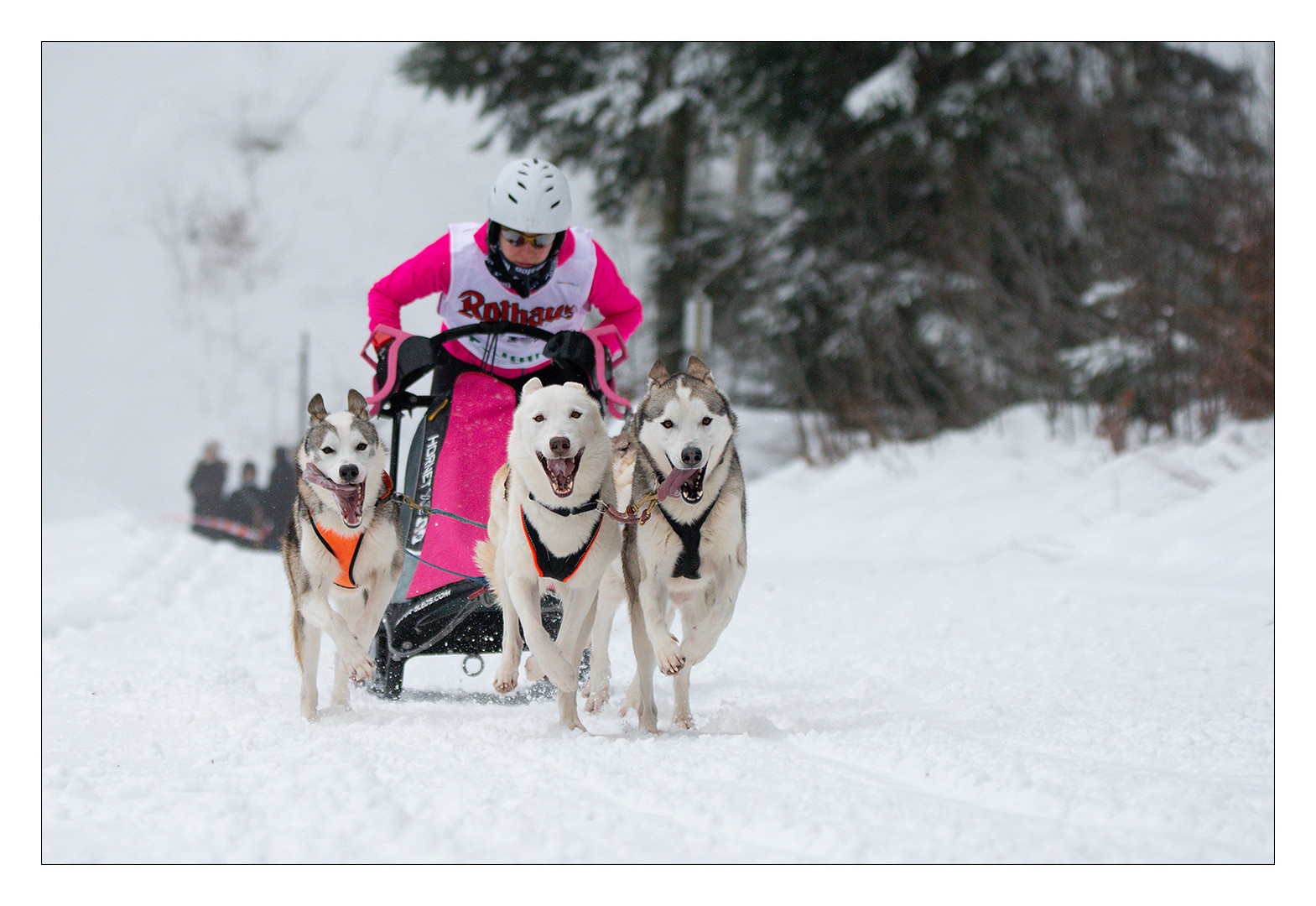 Schlittenhunde Rennen Todtmoos 2019