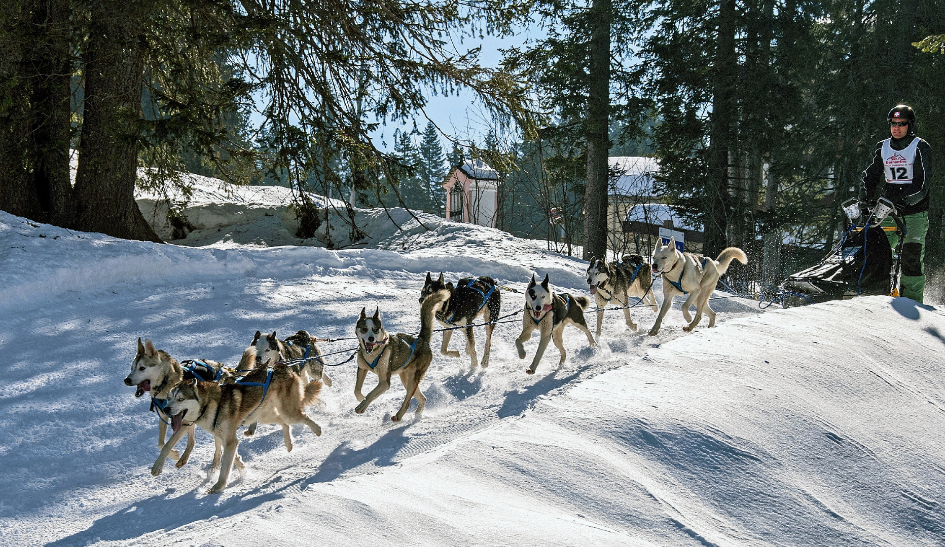 Schlittenhunde San Bernardino 