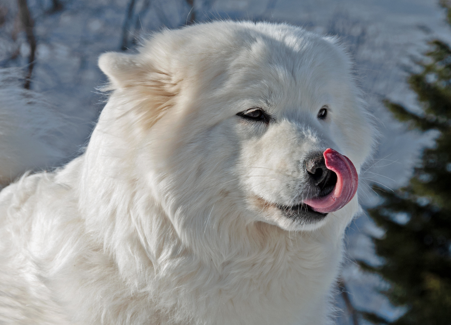 Schlittenhunde San Bernardino Graubünden