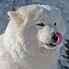 Schlittenhunde San Bernardino Graubünden