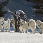 Schlittenhunde S.Bernardino 