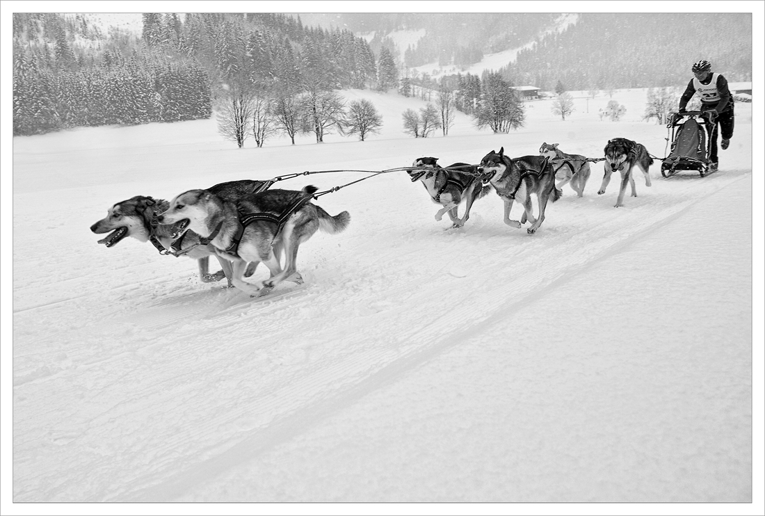 Schlittenhunde S/W ... 02.2013