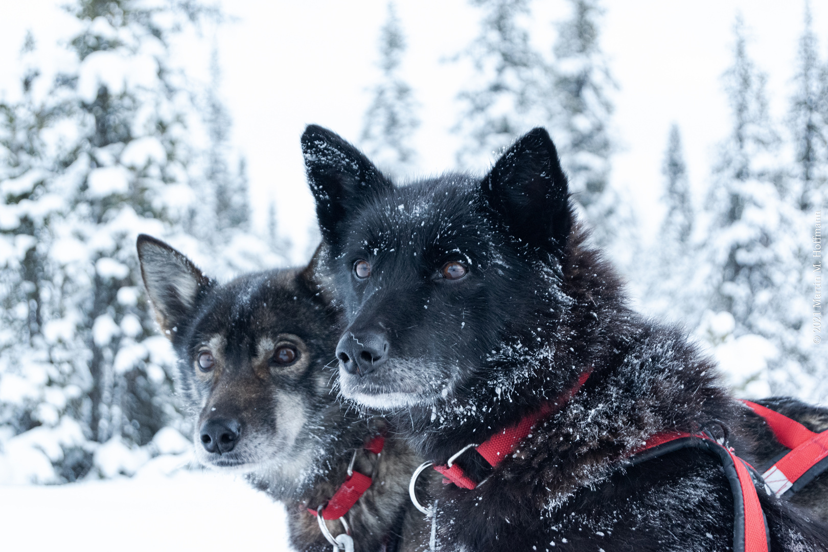 Schlittenhunde von Kiruna