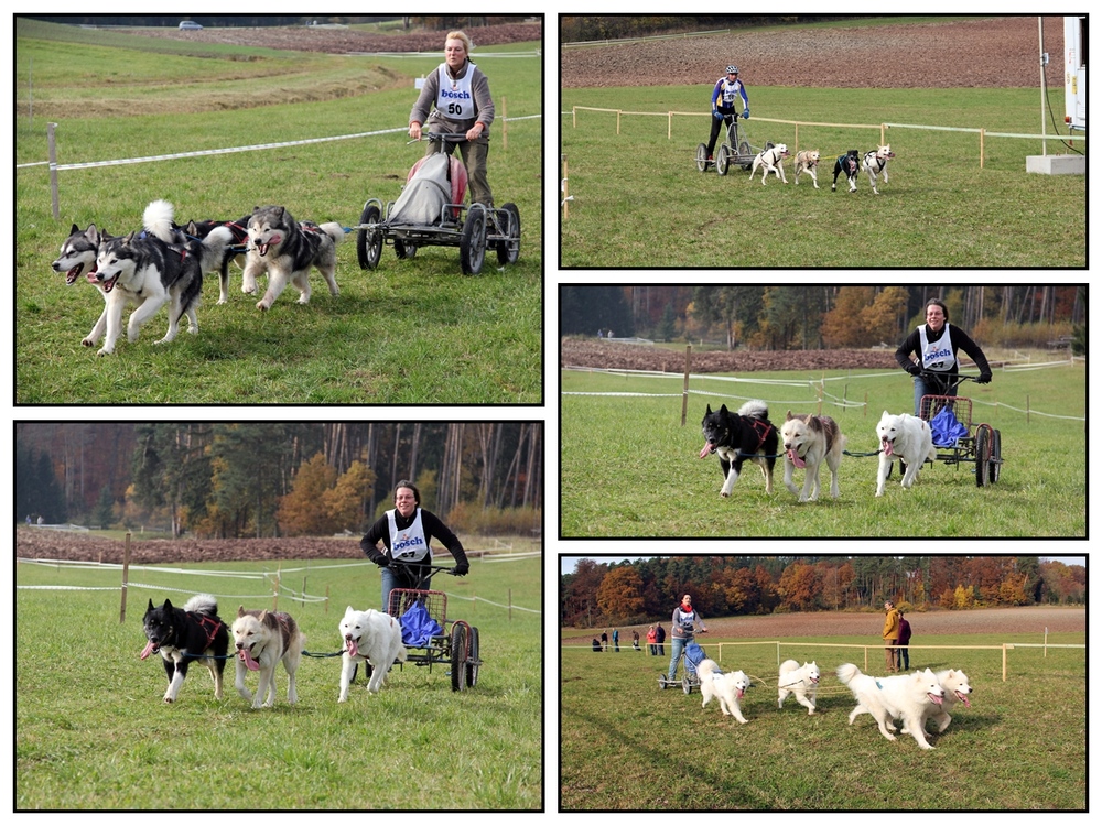 Schlittenhunde-Wagenrennen 7/9