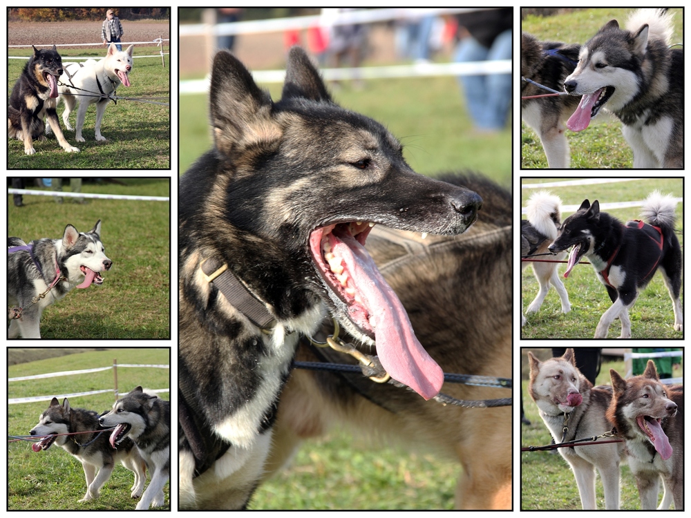 Schlittenhunde-Wagenrennen 8/9