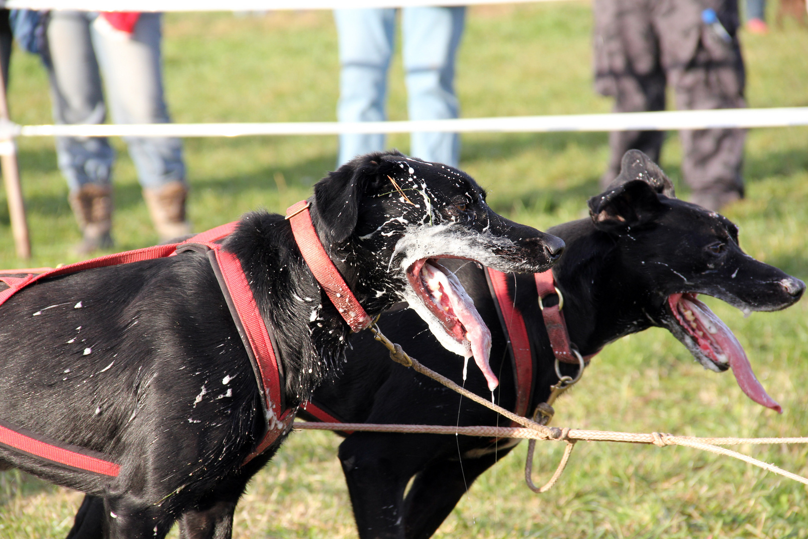 Schlittenhunde-Wagenrennen 9/9