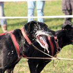 Schlittenhunde-Wagenrennen 9/9