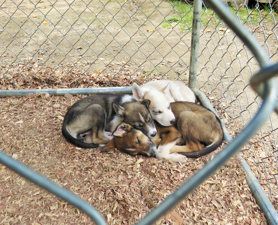 Schlittenhunde Welpen