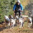 Schlittenhunde WM-2