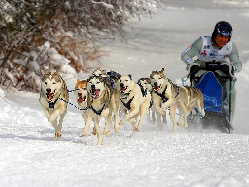 Schlittenhunde-WM 2006