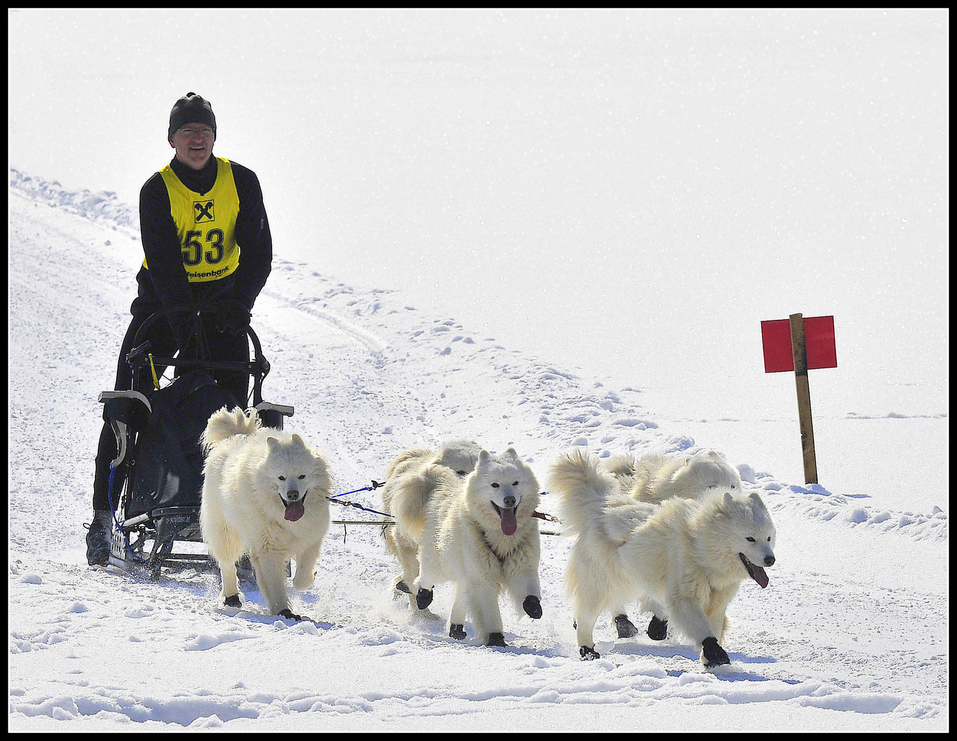 SCHLITTENHUNDE WM 2013