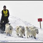 SCHLITTENHUNDE WM 2013