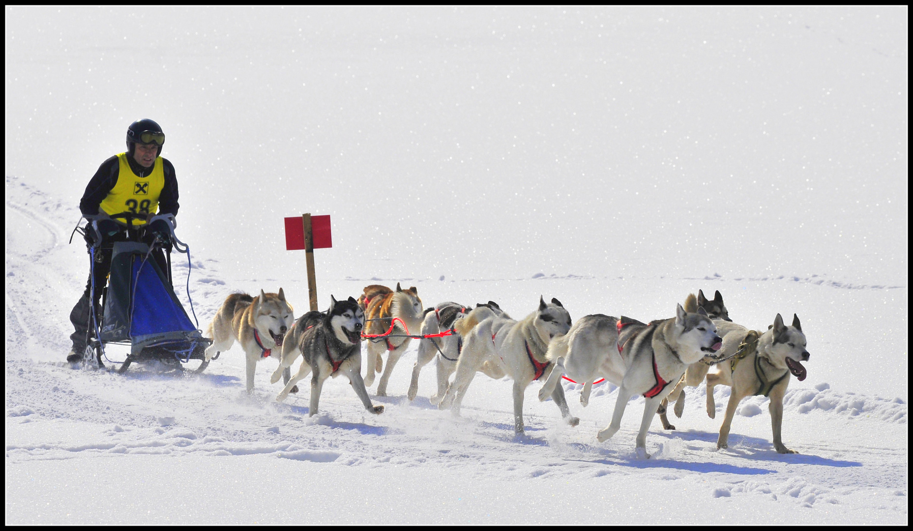 SCHLITTENHUNDE WM 2013