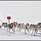 SCHLITTENHUNDE WM 2013