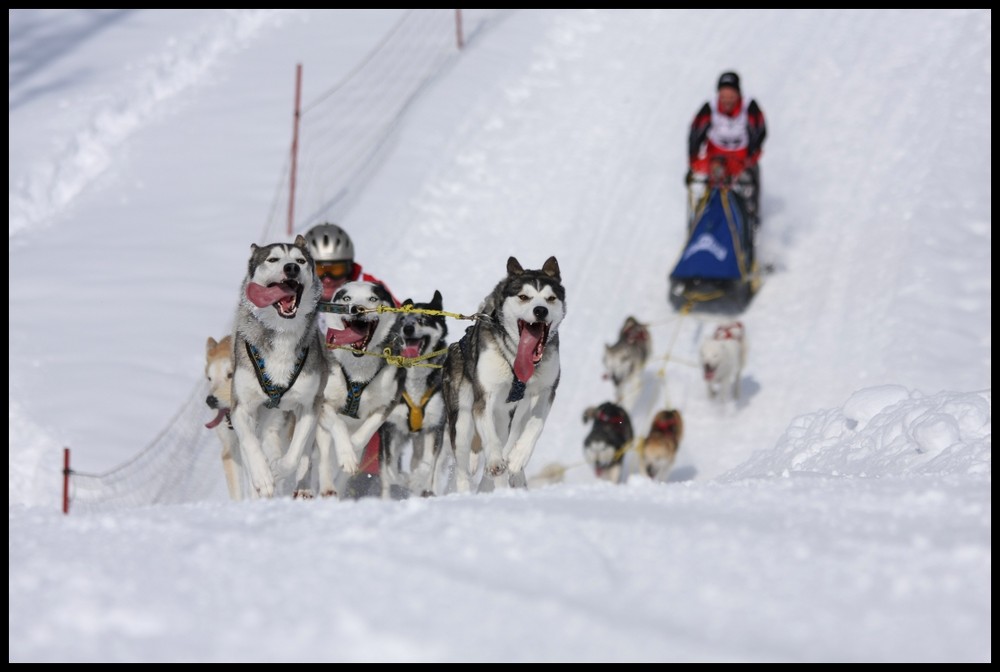 Schlittenhunde WM