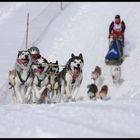 Schlittenhunde WM