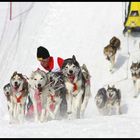 Schlittenhunde Wm