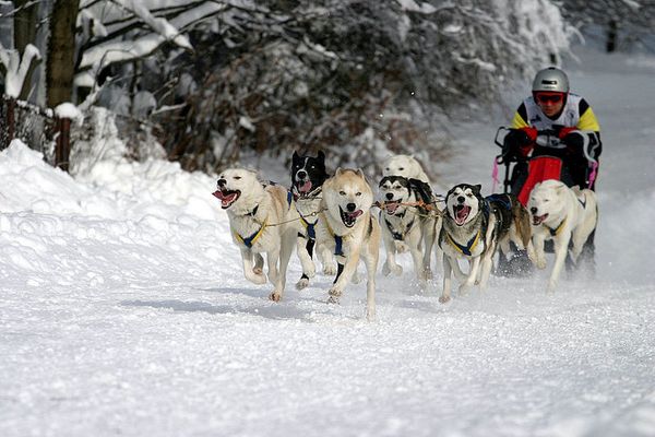 Schlittenhunde-WM Frauenwald