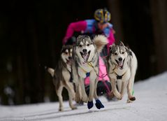 Schlittenhunde WM Haidmühle 2019 #01