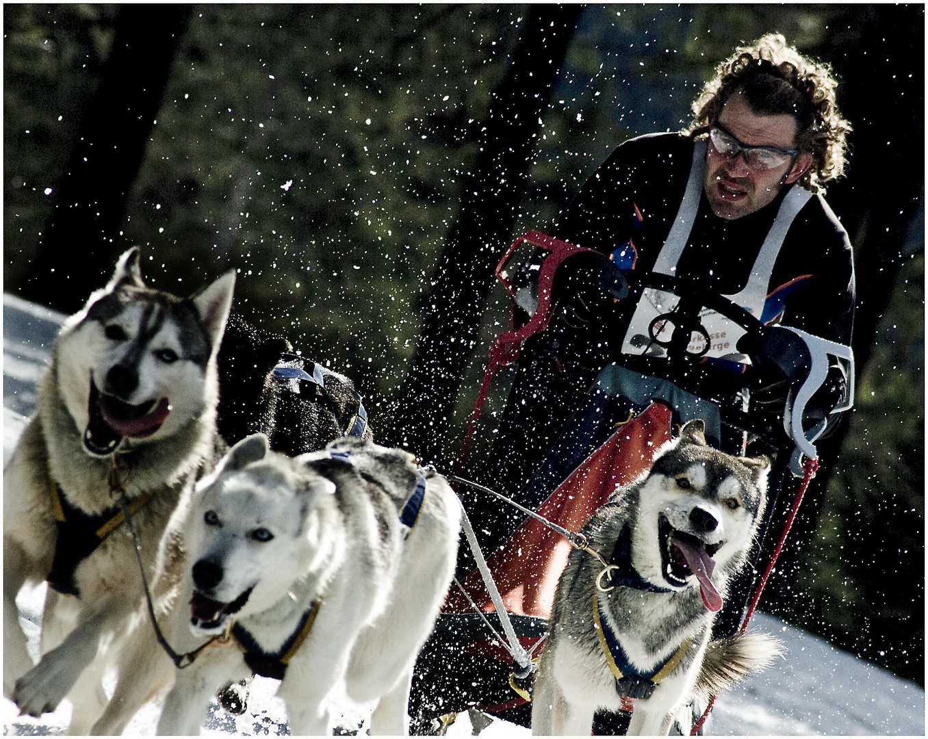 schlittenhunde-wm in oberwiesenthal #3