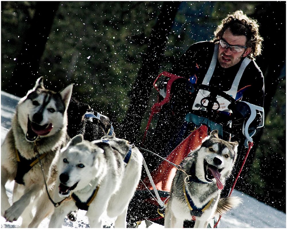 schlittenhunde-wm in oberwiesenthal #3