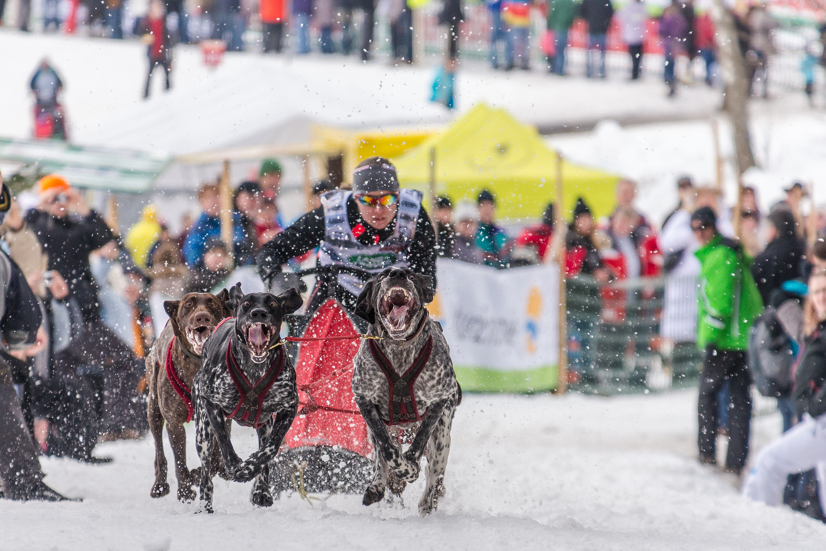 Schlittenhunde-WM in Todtmoos 2