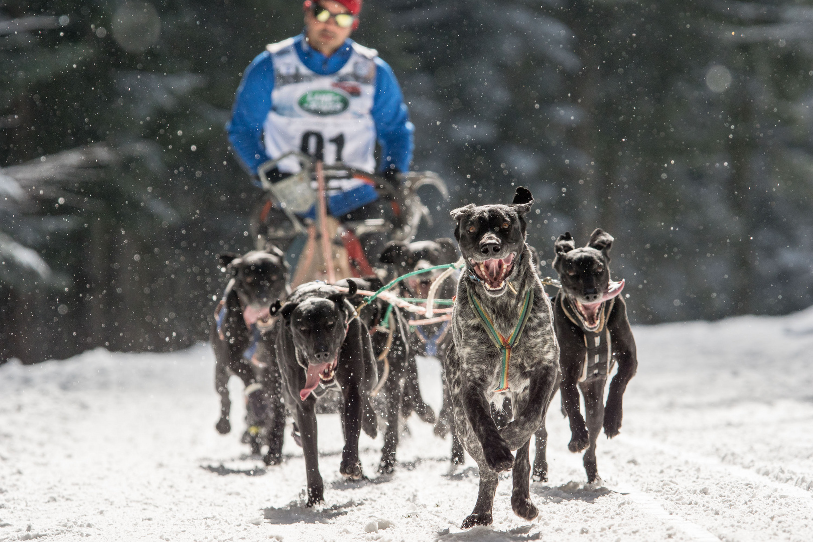 Schlittenhunde-WM in Todtmoos 2015 / 1