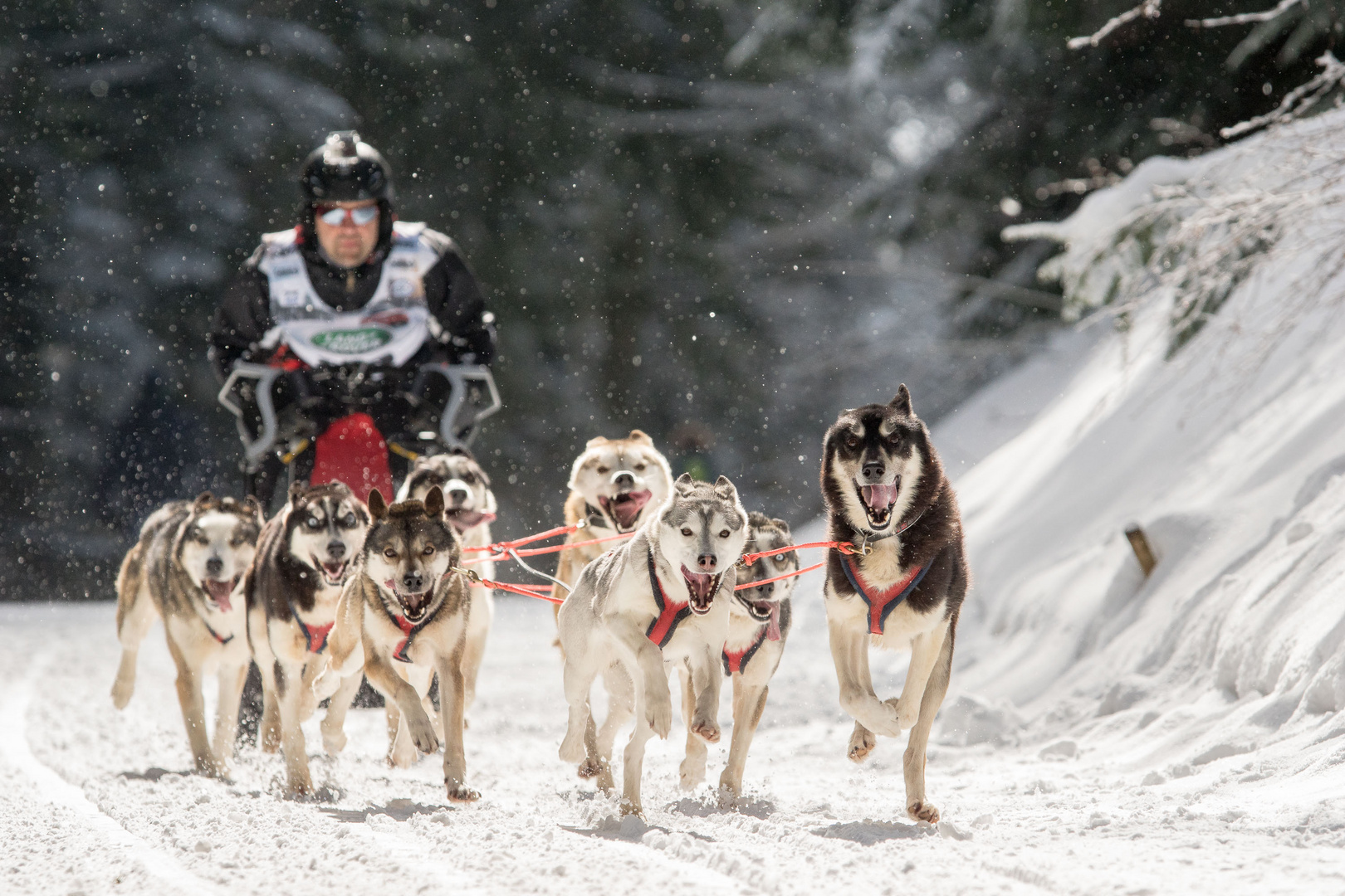 Schlittenhunde-WM in Todtmoos 2015 / 2