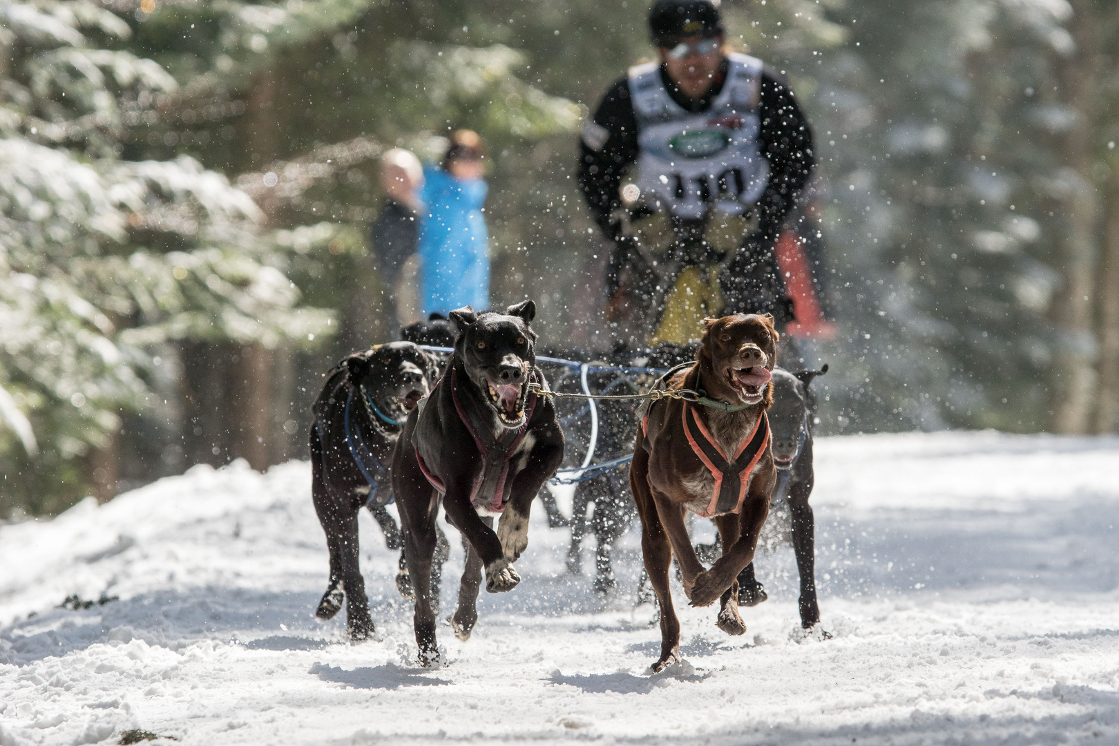 Schlittenhunde-WM in Todtmoos 2015 / 3