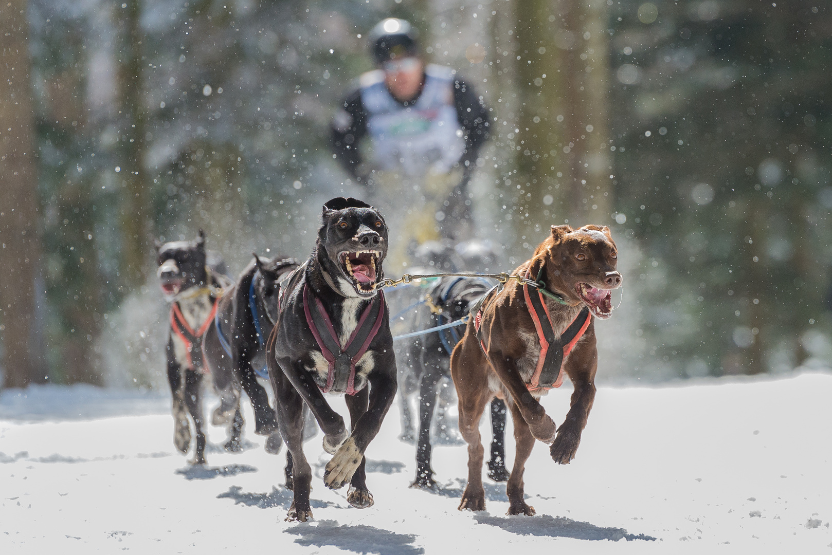 Schlittenhunde-WM in Todtmoos