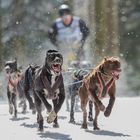 Schlittenhunde-WM in Todtmoos