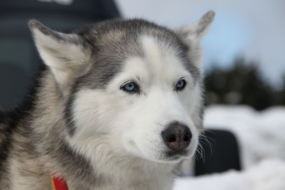 Schlittenhunde WM Oberwiesenthal 2010