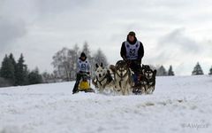 Schlittenhunde1 Dobel 2010