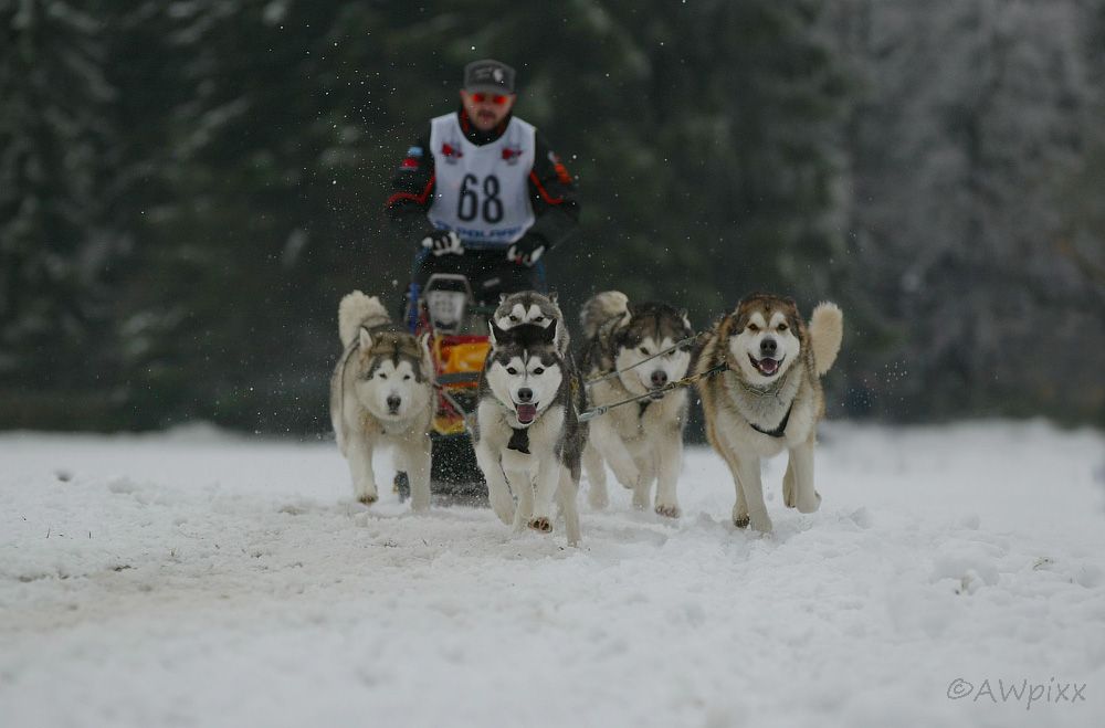 Schlittenhunde2 Dobel 2010