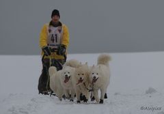 Schlittenhunde3 Dobel 2010