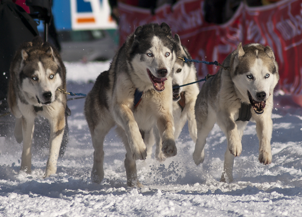 Schlittenhunde4