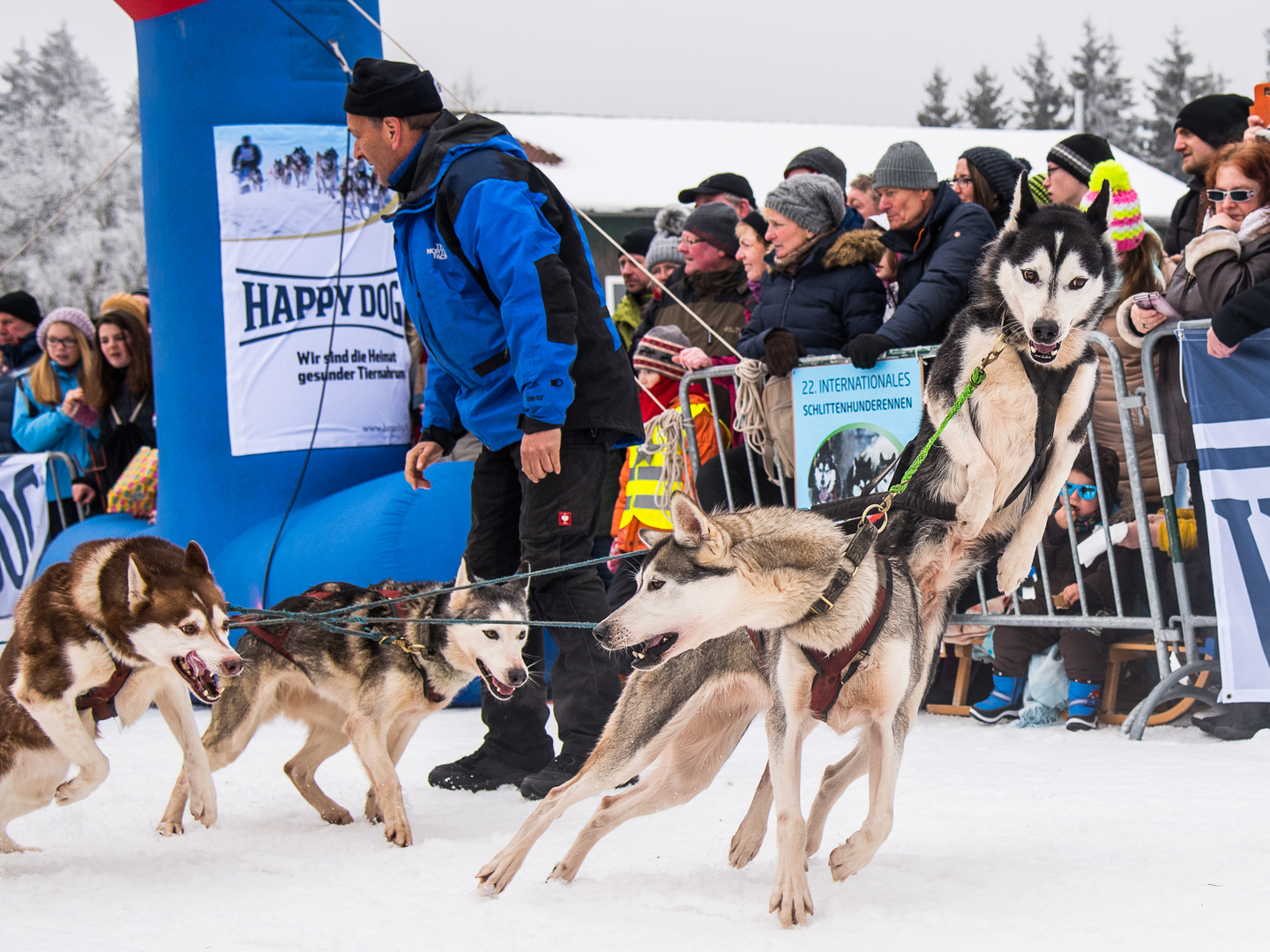 Schlittenhunde_am_Start