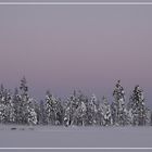 Schlittenhundefahrt bei Minus 30 Grad