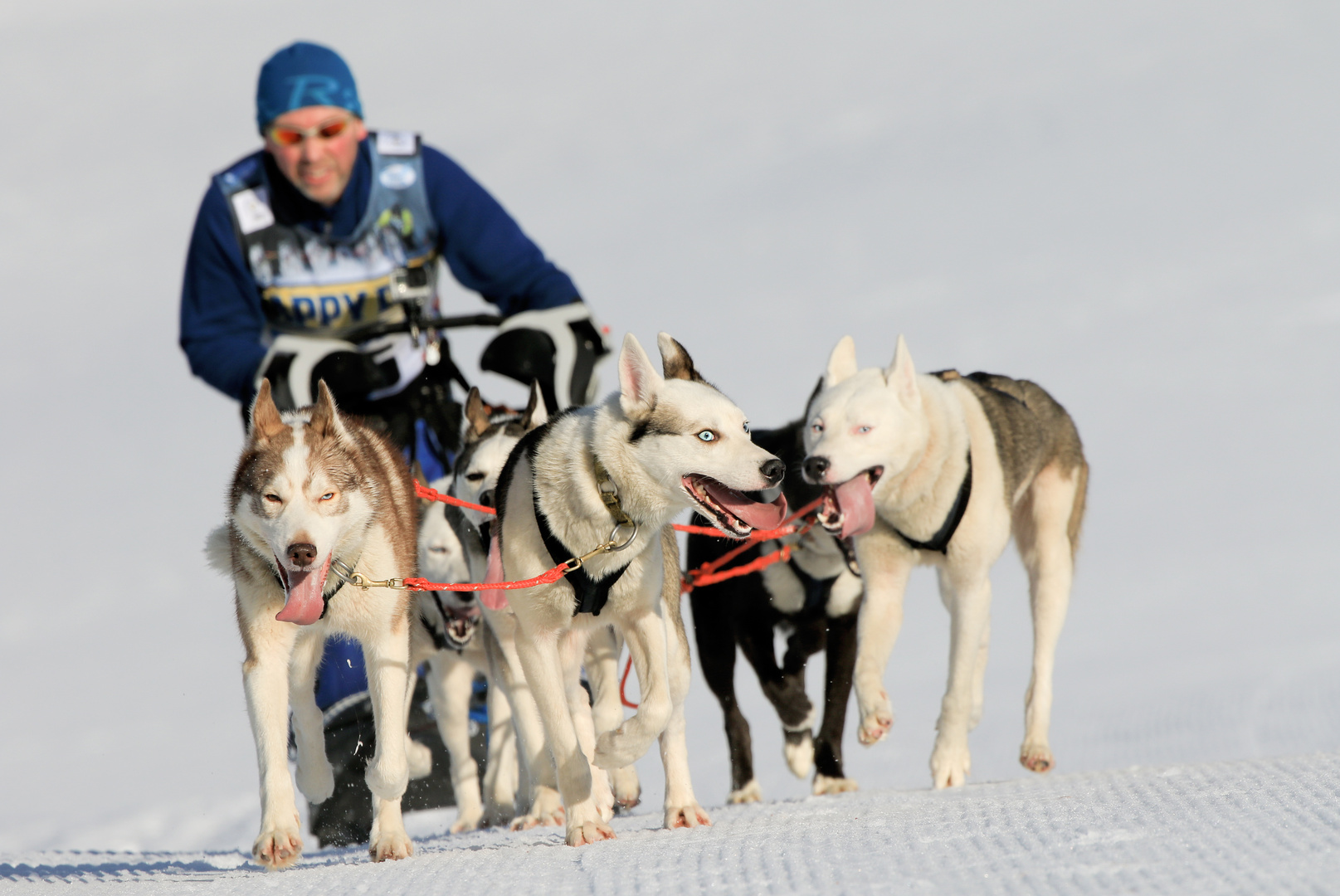 Schlittenhunderennen