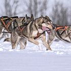 Schlittenhunderennen 