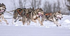 Schlittenhunderennen 