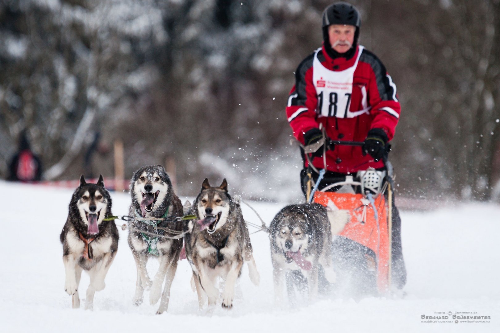 Schlittenhunderennen (1)