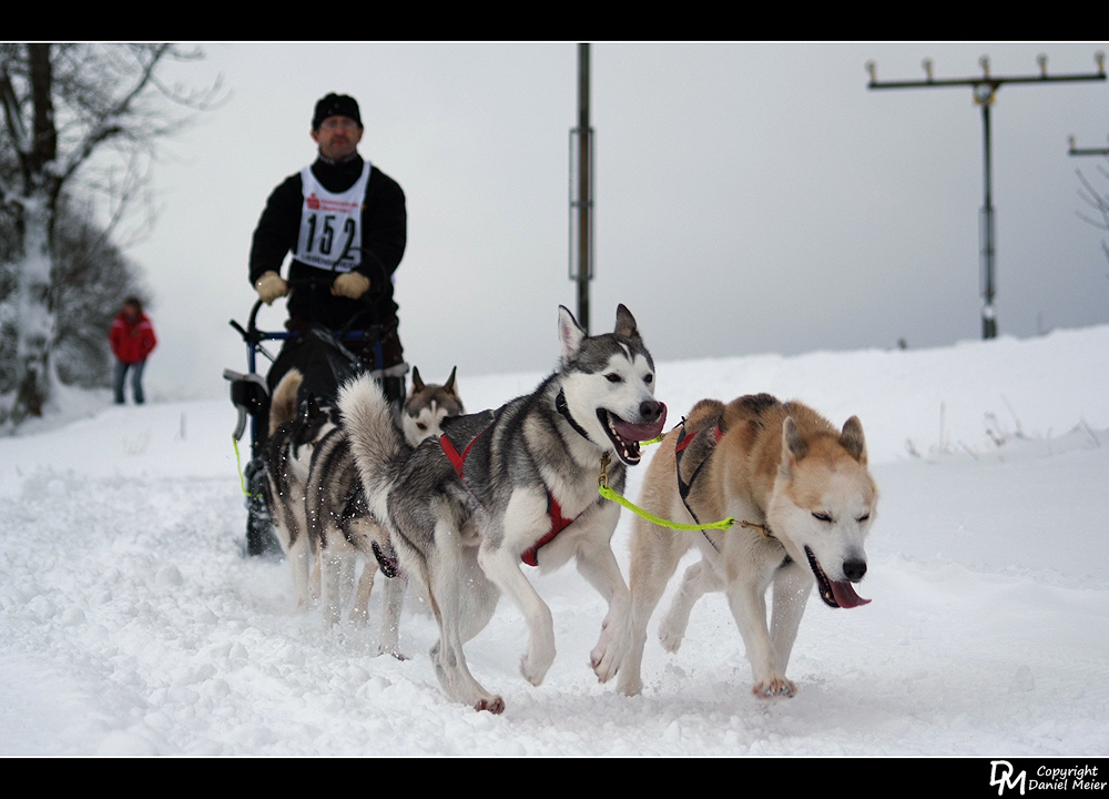 Schlittenhunderennen #1