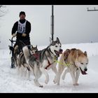 Schlittenhunderennen #1