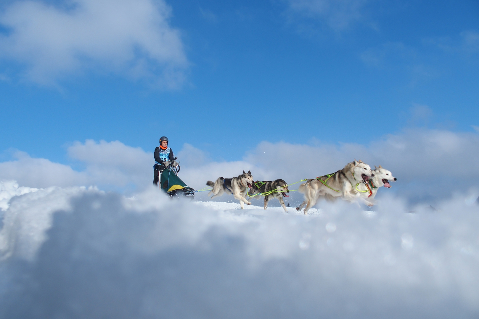 Schlittenhunderennen 1