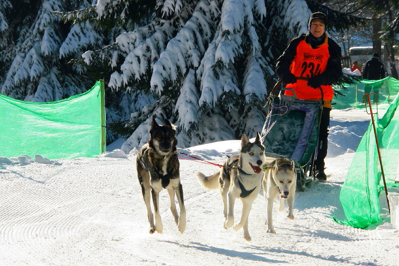 Schlittenhunderennen 1