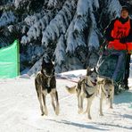 Schlittenhunderennen 1