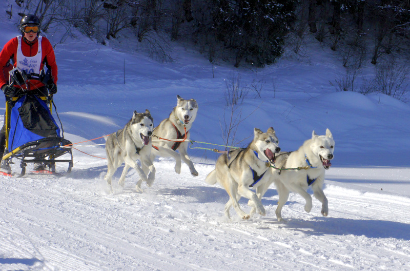 Schlittenhunderennen 13,/14.2.2010 Lenk i. S. II