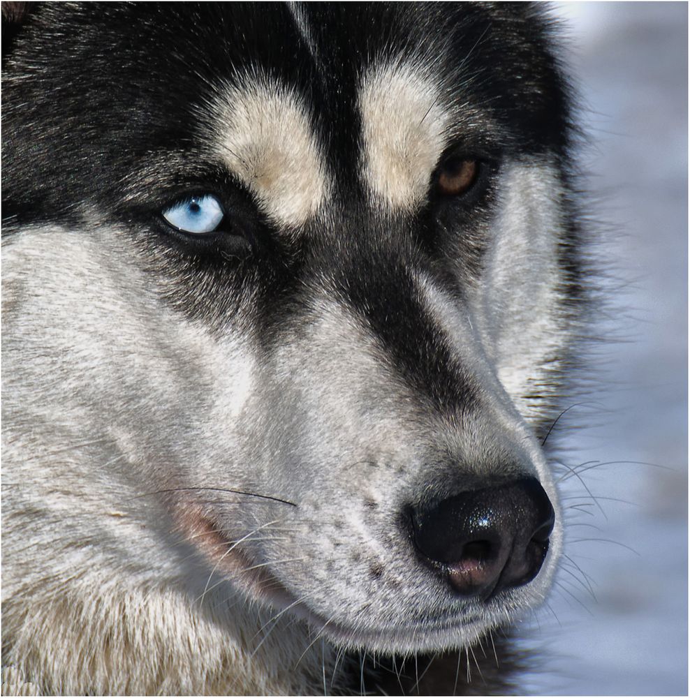 Schlittenhunderennen 16